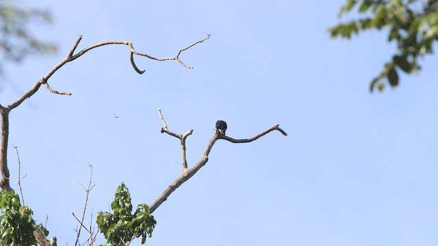 Bat Falcon - ML635268748