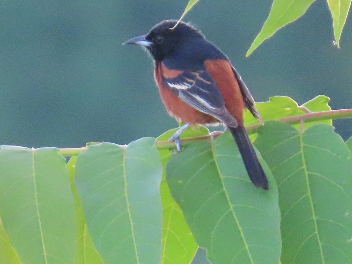 Orchard Oriole - ML635268754