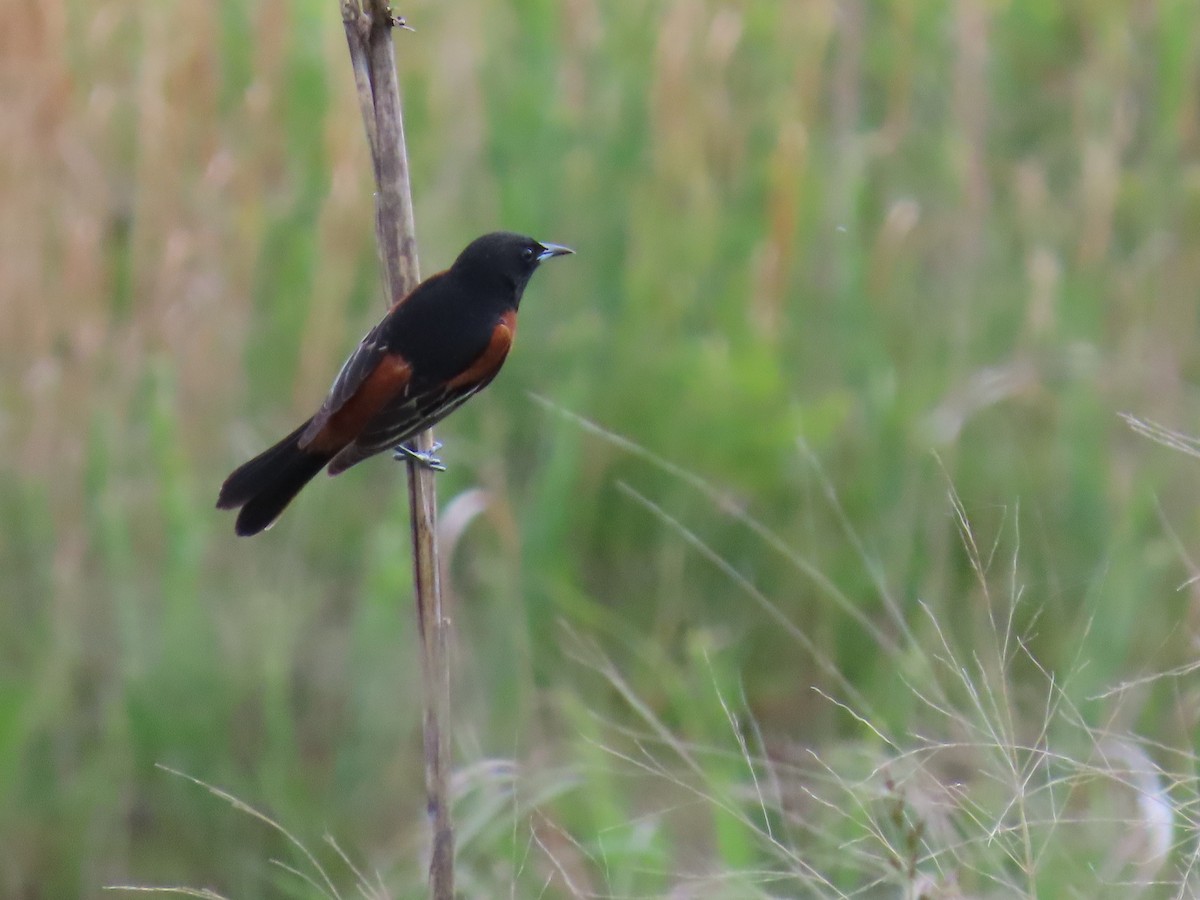 Orchard Oriole - ML635268755
