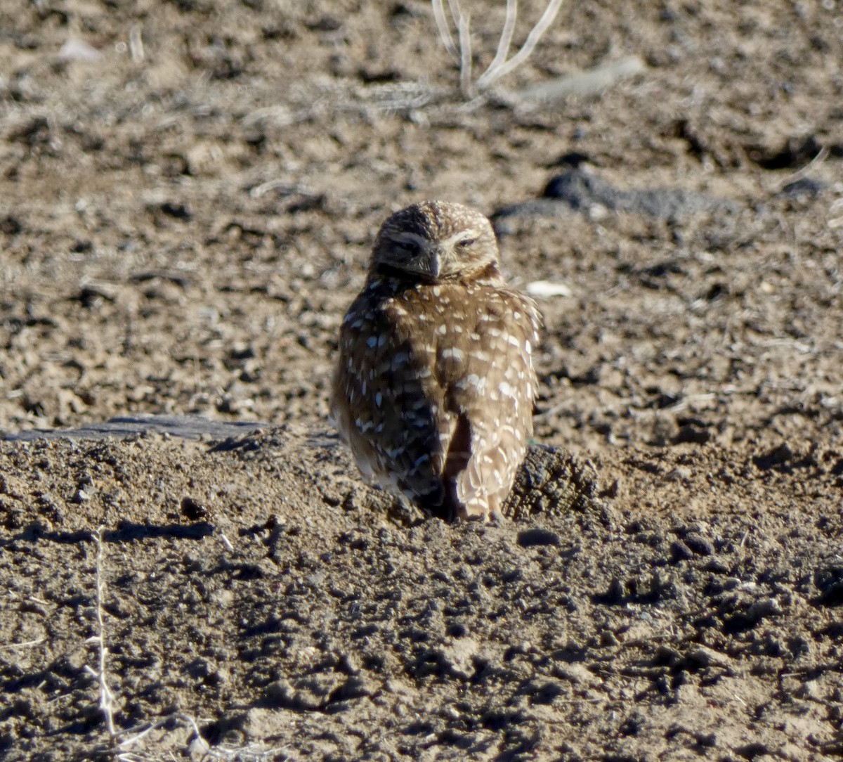 Burrowing Owl - ML635268776