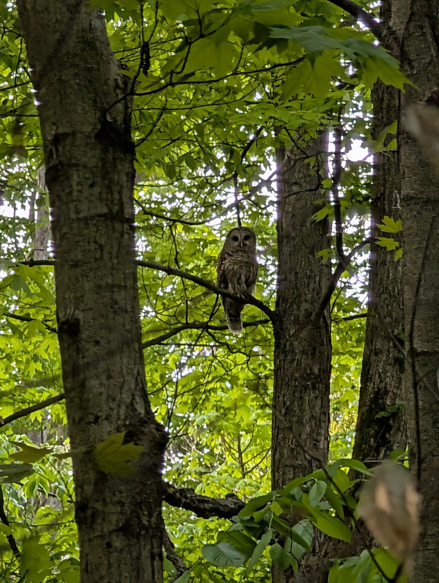 Barred Owl - ML635268839