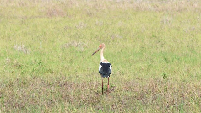 Maguari Stork - ML635268866
