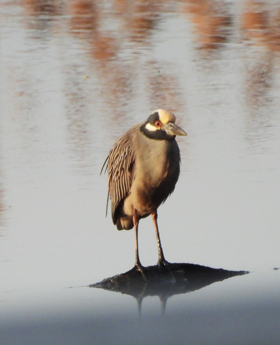 Yellow-crowned Night Heron - ML635268873