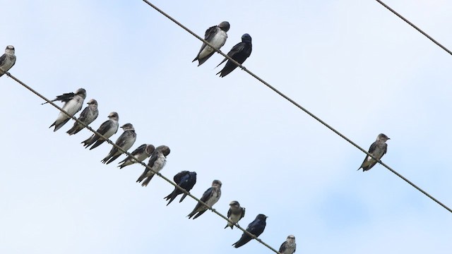 Purple Martin - ML635268878