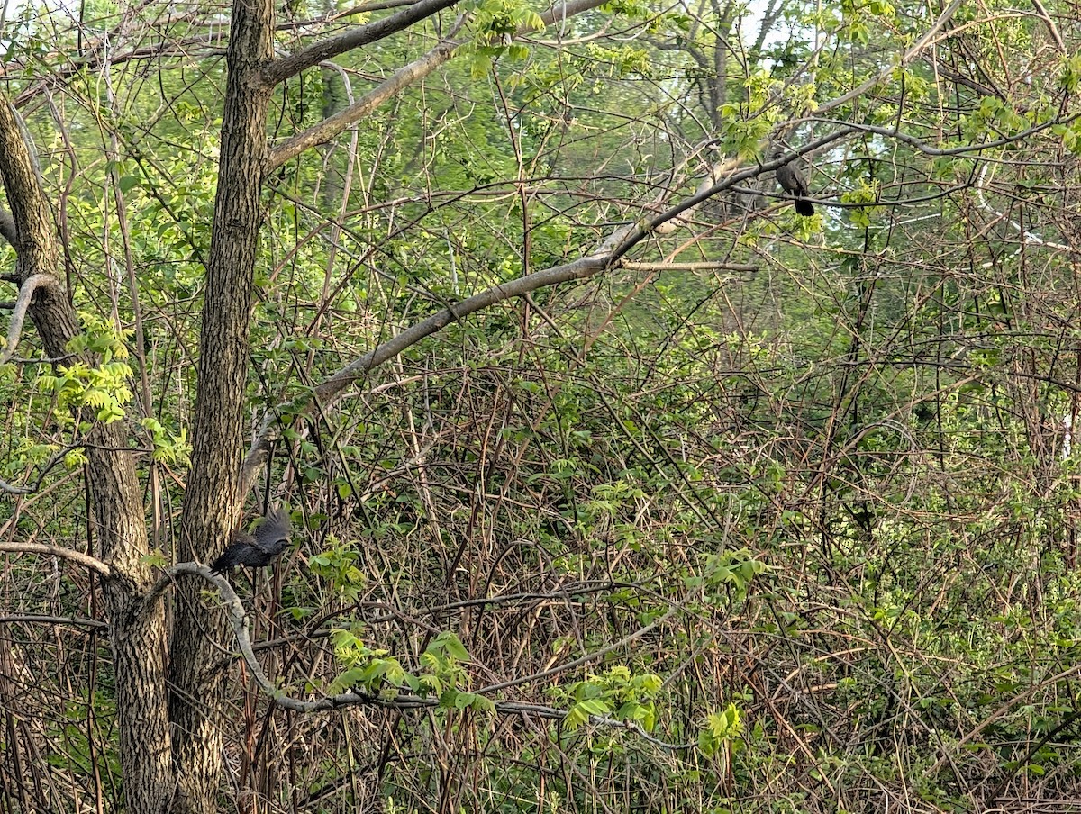 Gray Catbird - ML635268884