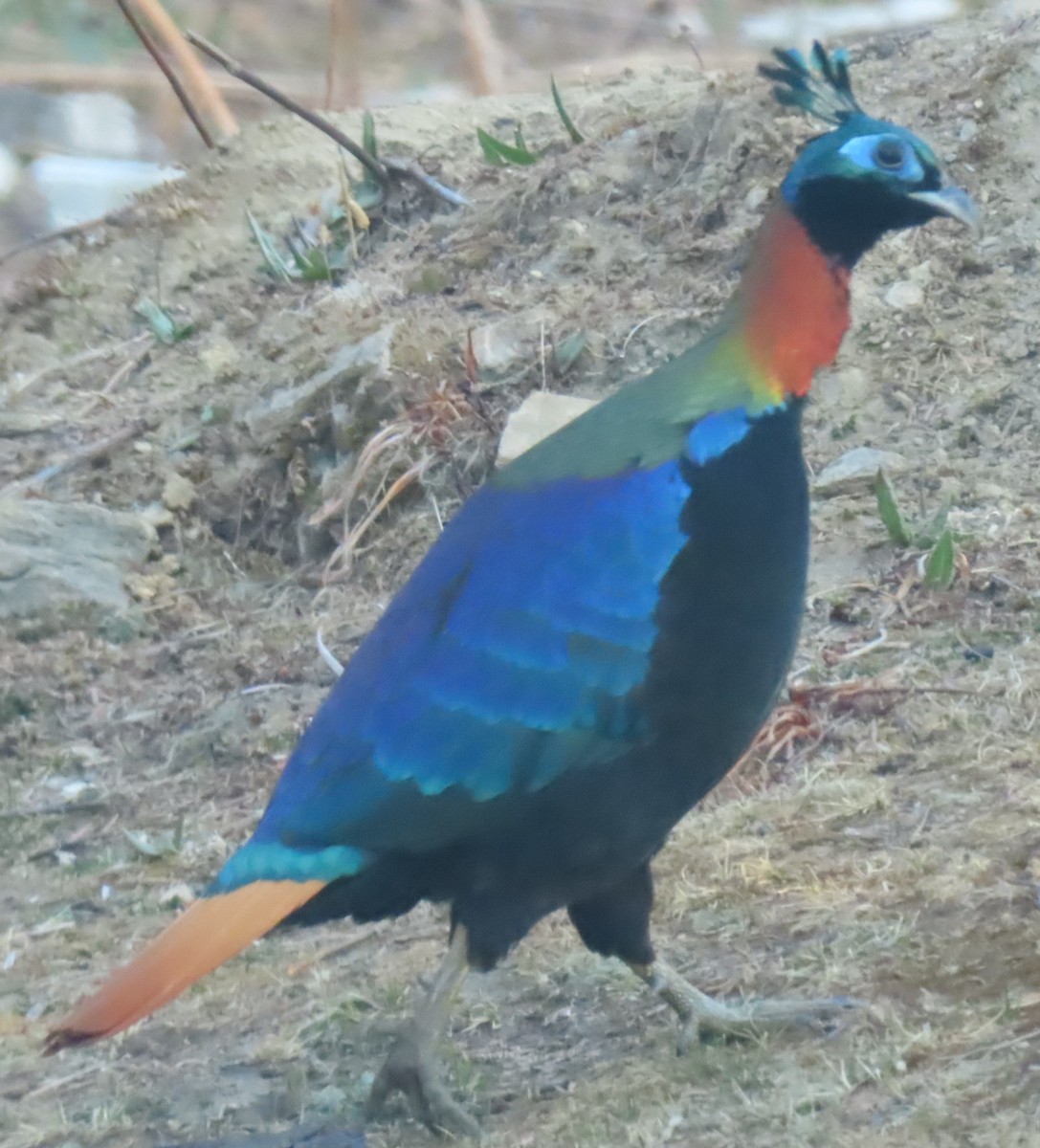 Himalayan Monal - ML635268933