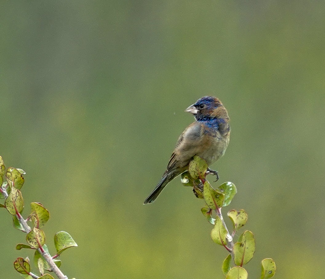 Blue Grosbeak - ML635269070