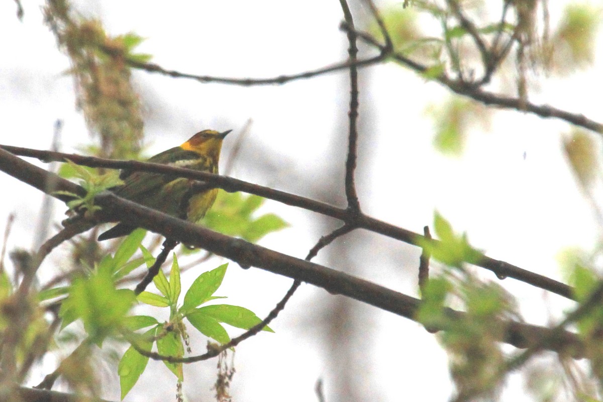 Cape May Warbler - ML635269124
