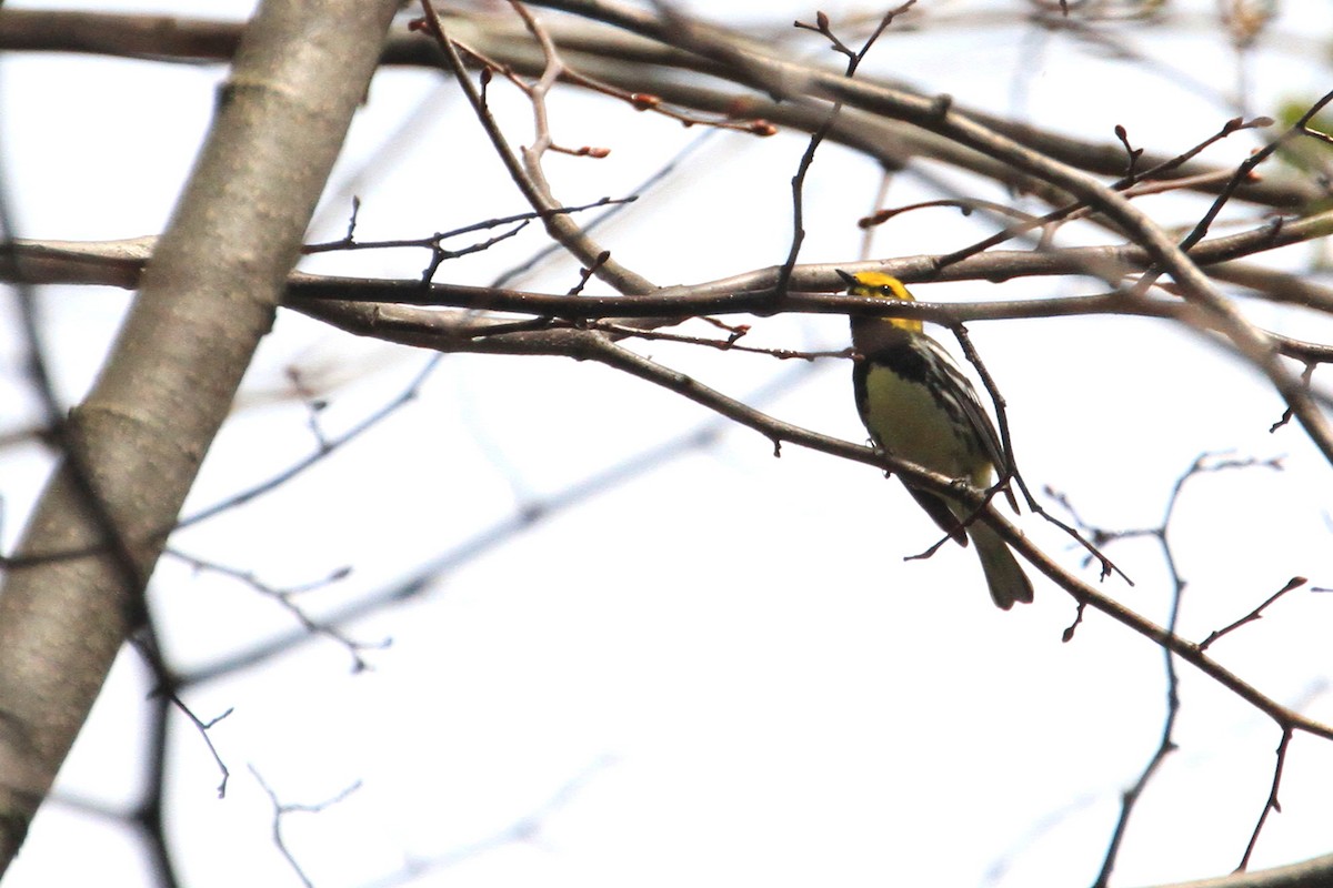 Black-throated Green Warbler - ML635269136