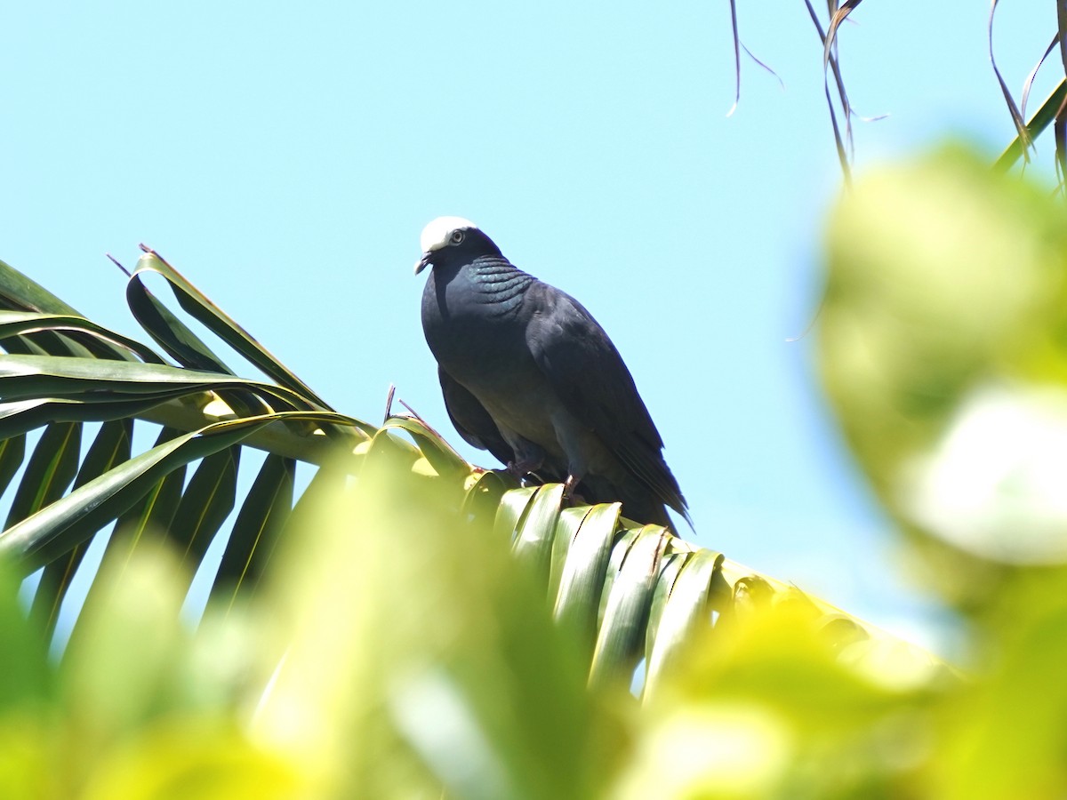 White-crowned Pigeon - ML635269170