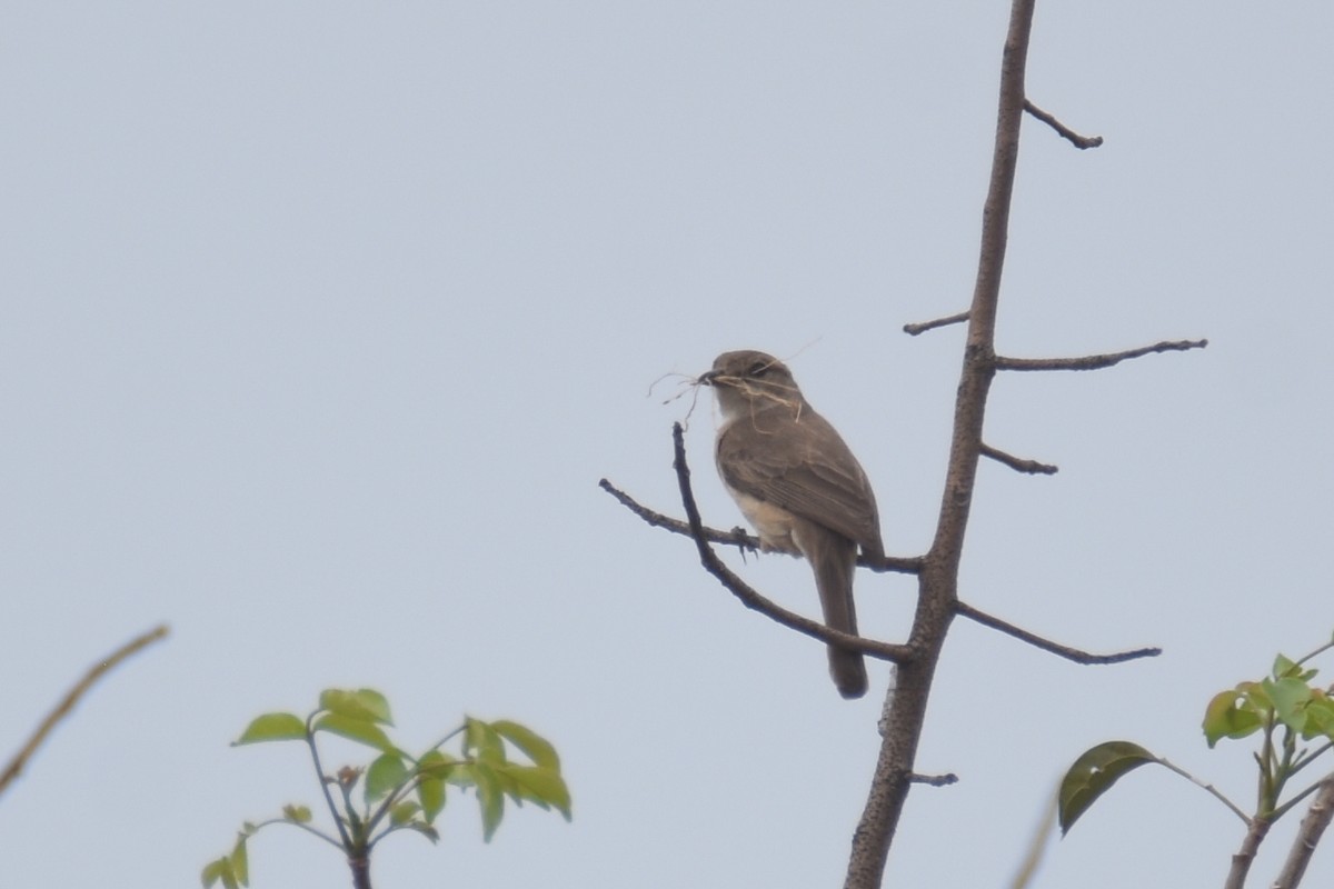 Pale Flycatcher - ML635269174
