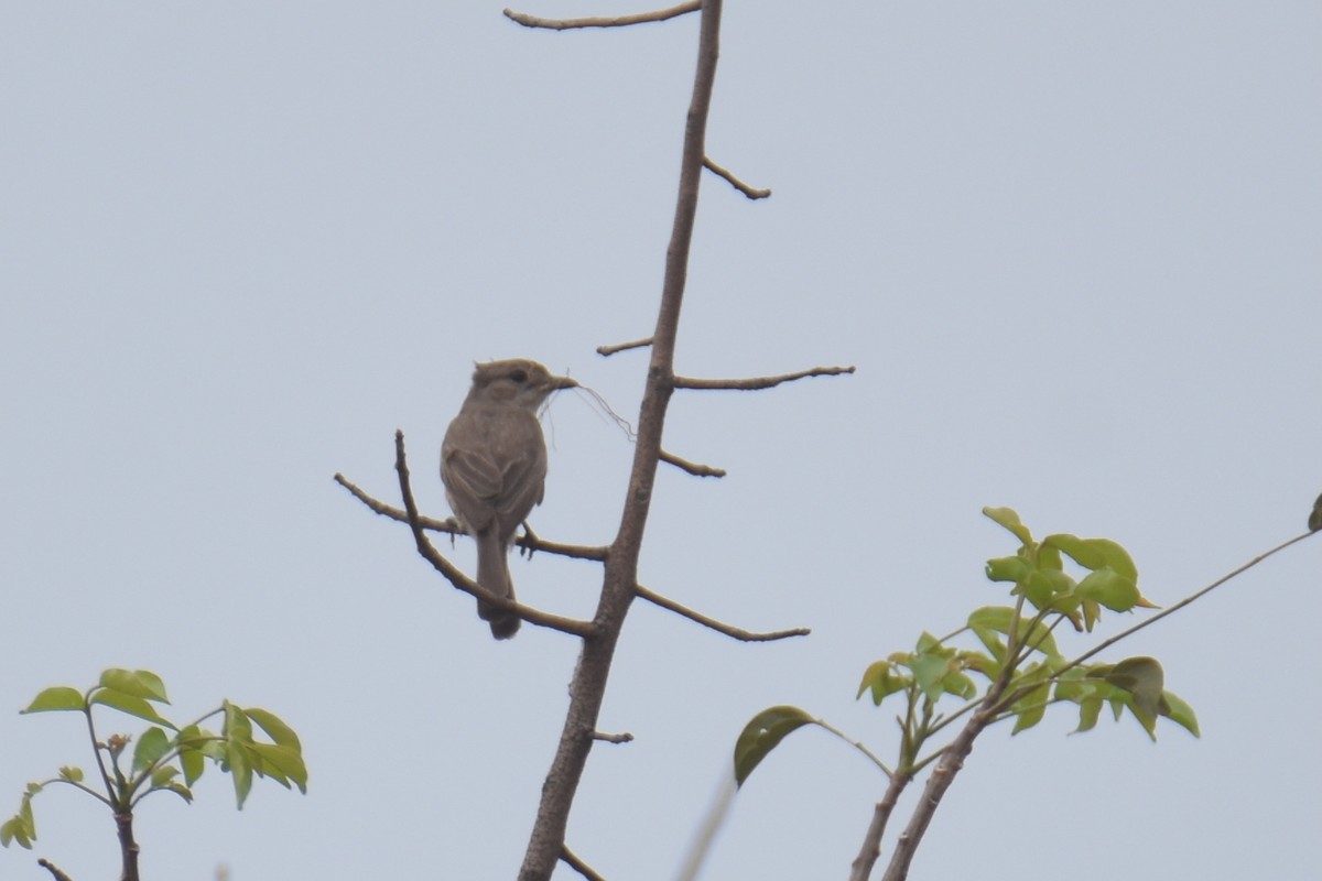 Pale Flycatcher - ML635269176
