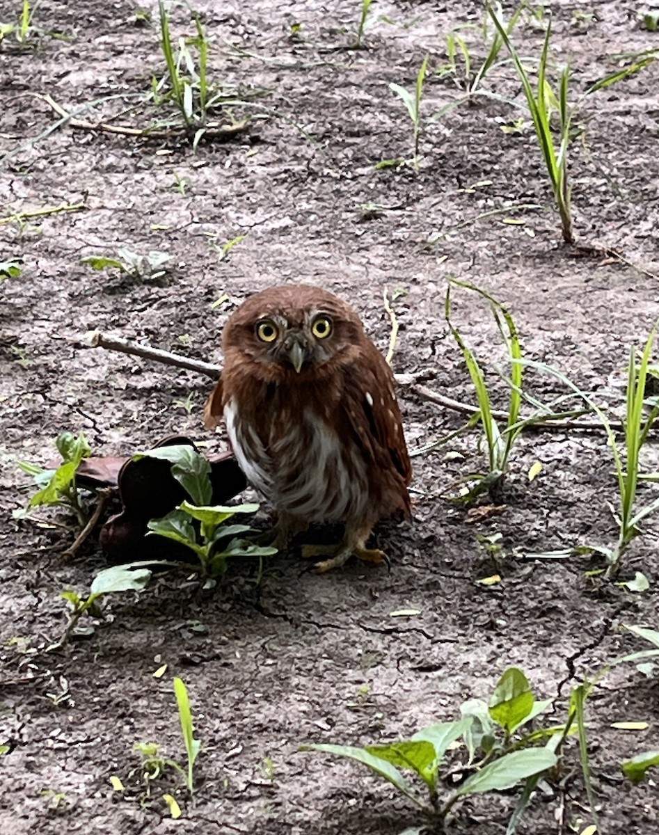 Ferruginous Pygmy-Owl - ML635269177