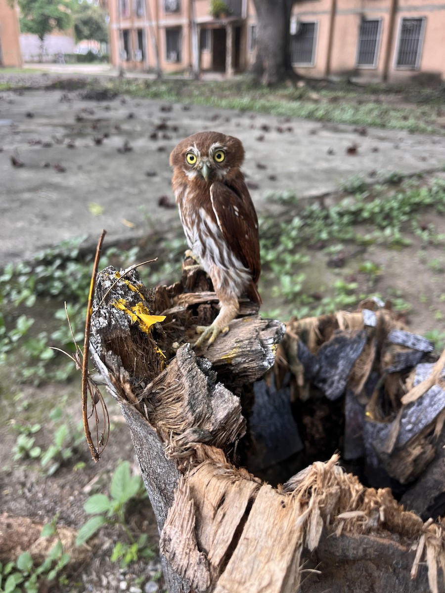 Ferruginous Pygmy-Owl - ML635269178