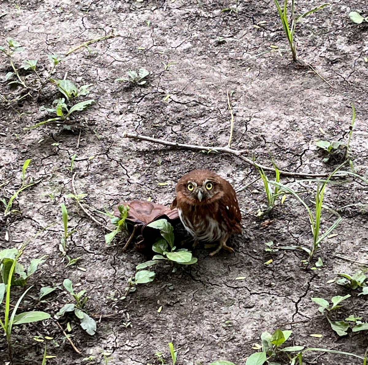 Ferruginous Pygmy-Owl - ML635269179
