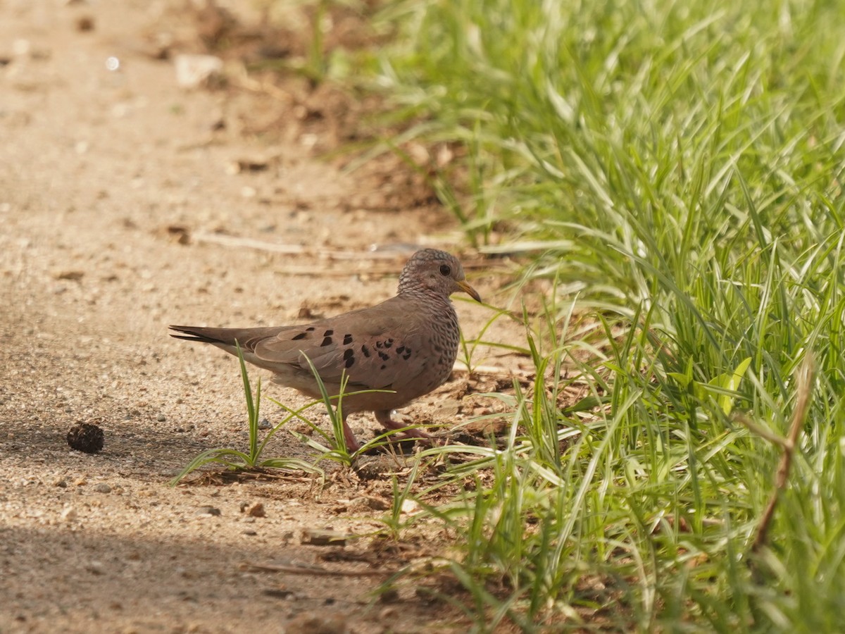 Common Ground Dove - ML635269198