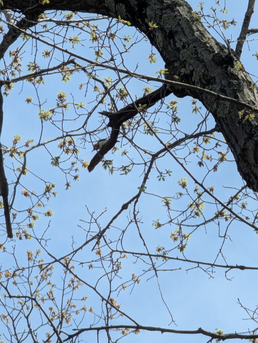 rødhodespett - ML635269246