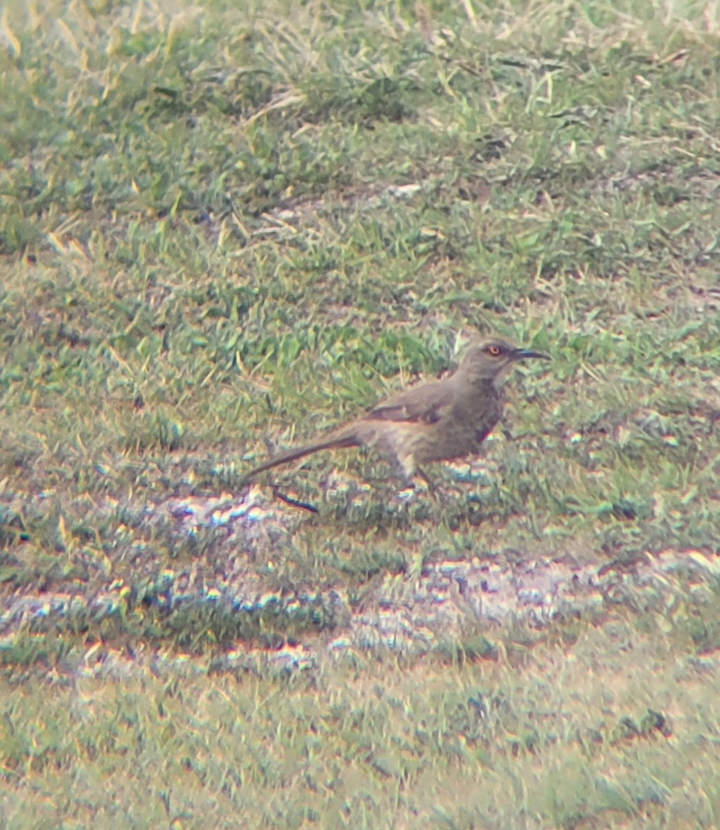 Curve-billed Thrasher - ML635269263