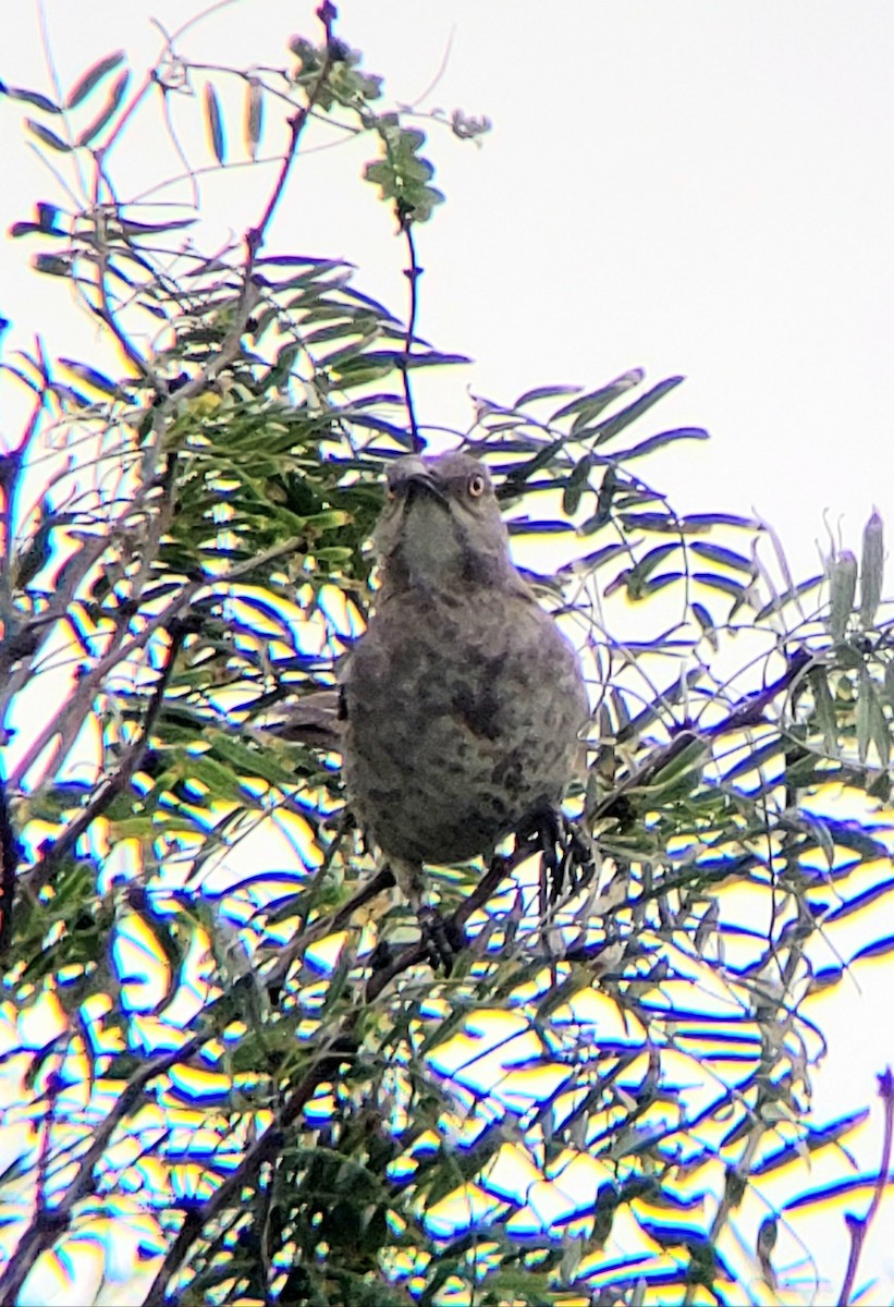 Curve-billed Thrasher - ML635269264