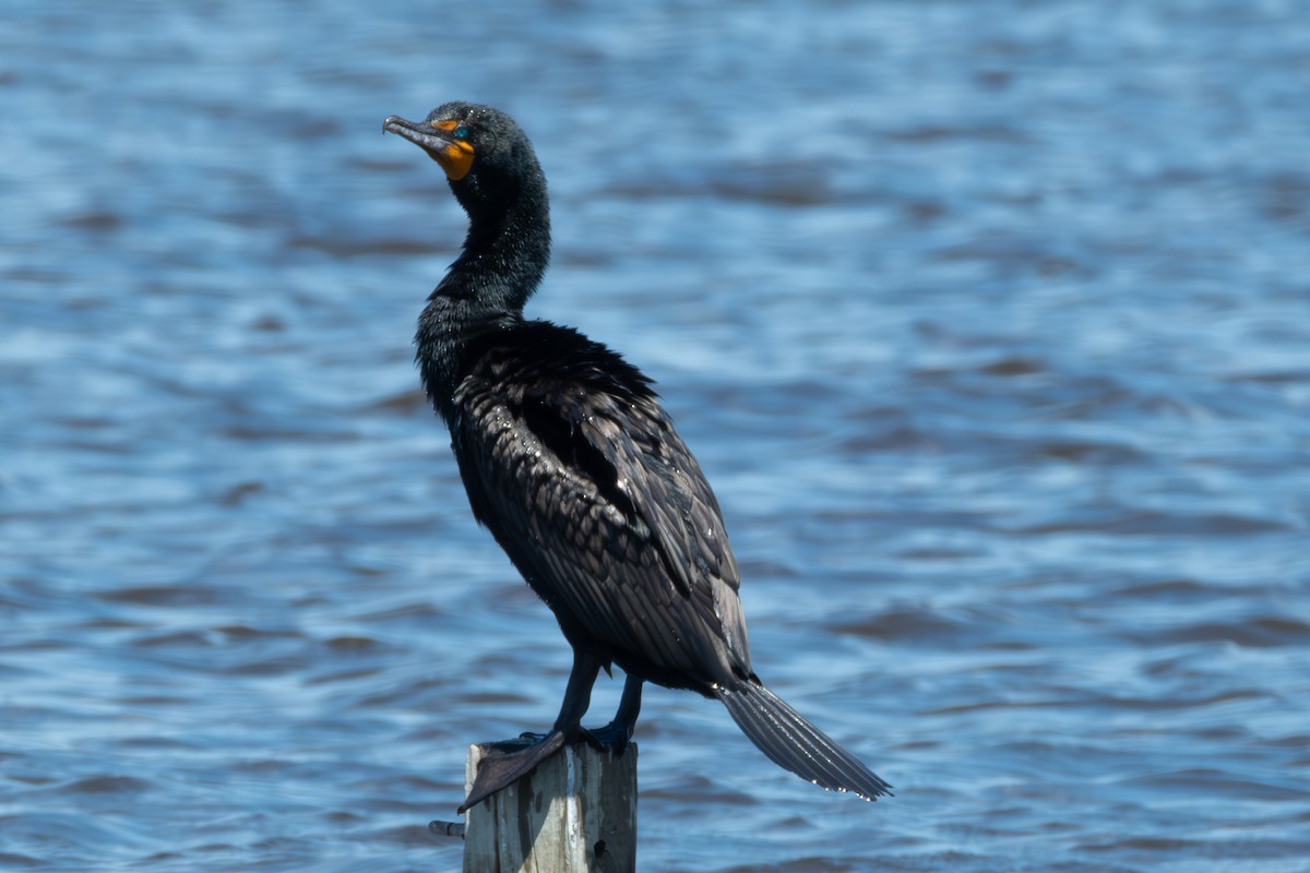 Double-crested Cormorant - ML635269318