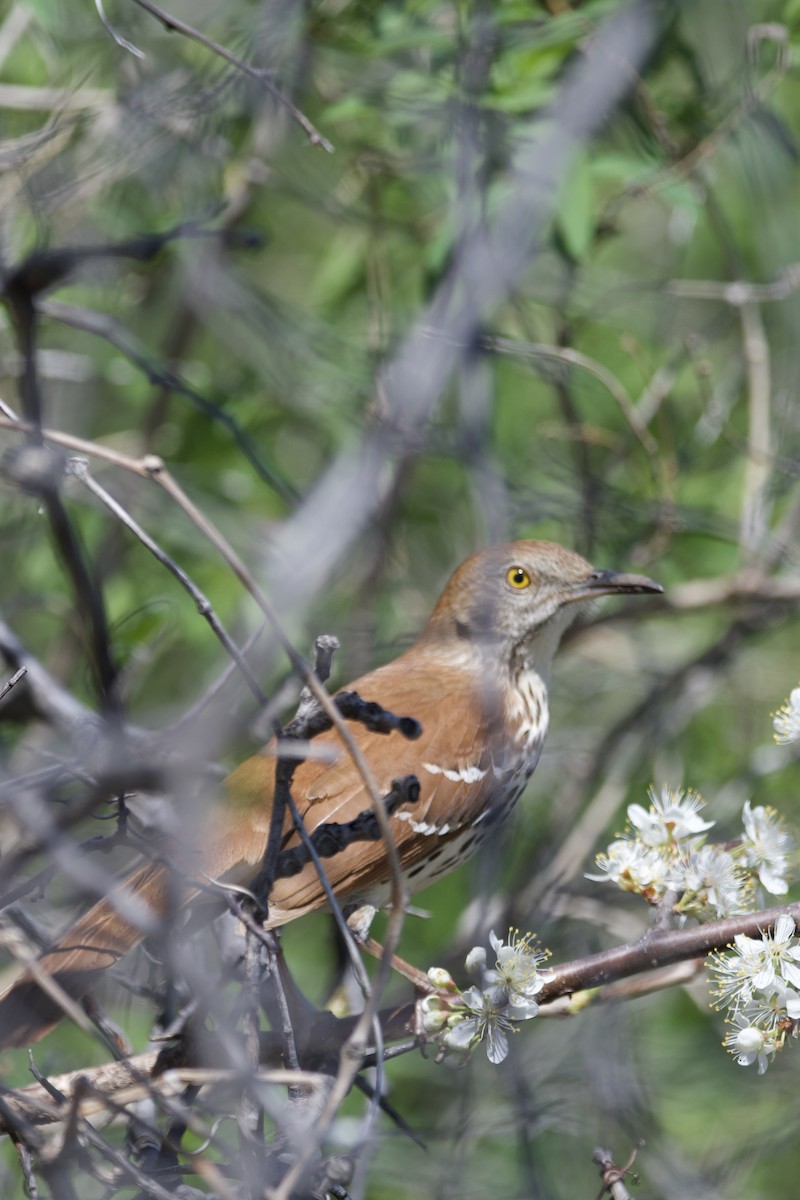 Brown Thrasher - ML635269352