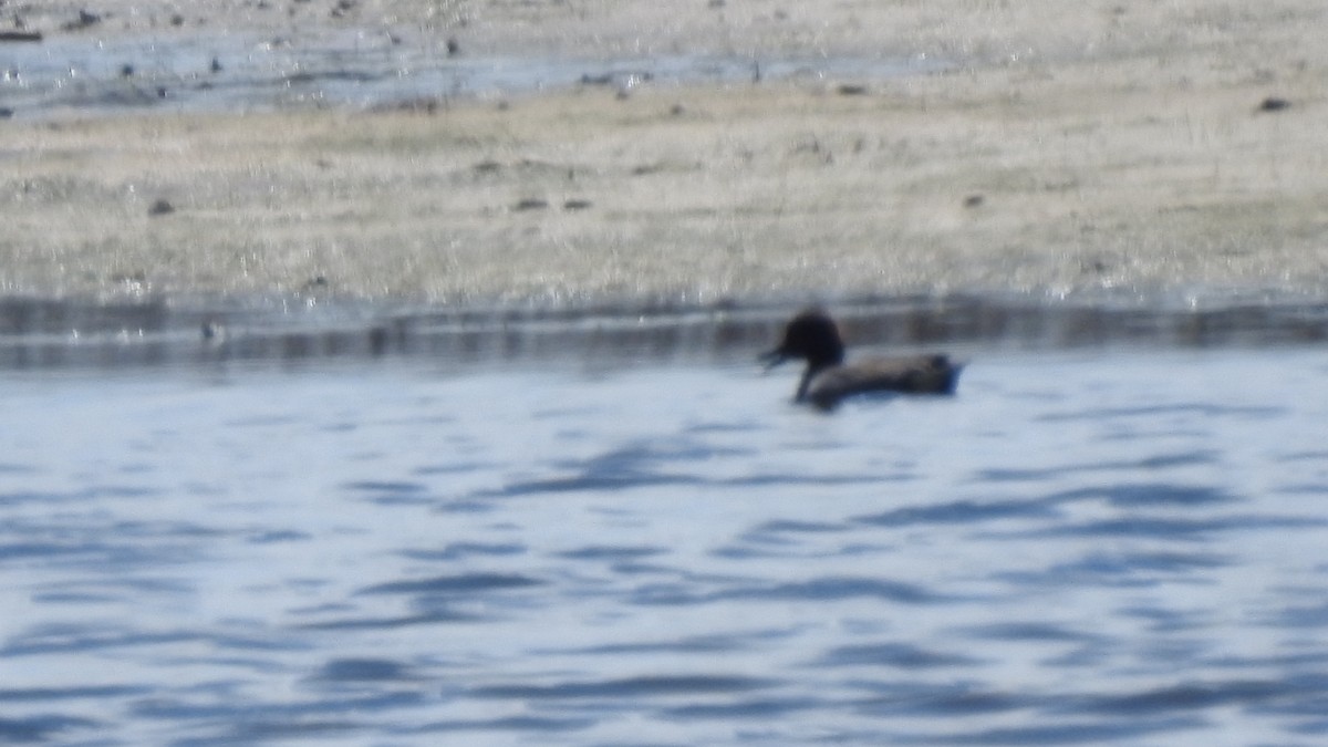 Ногоохон нугас - ML635269390