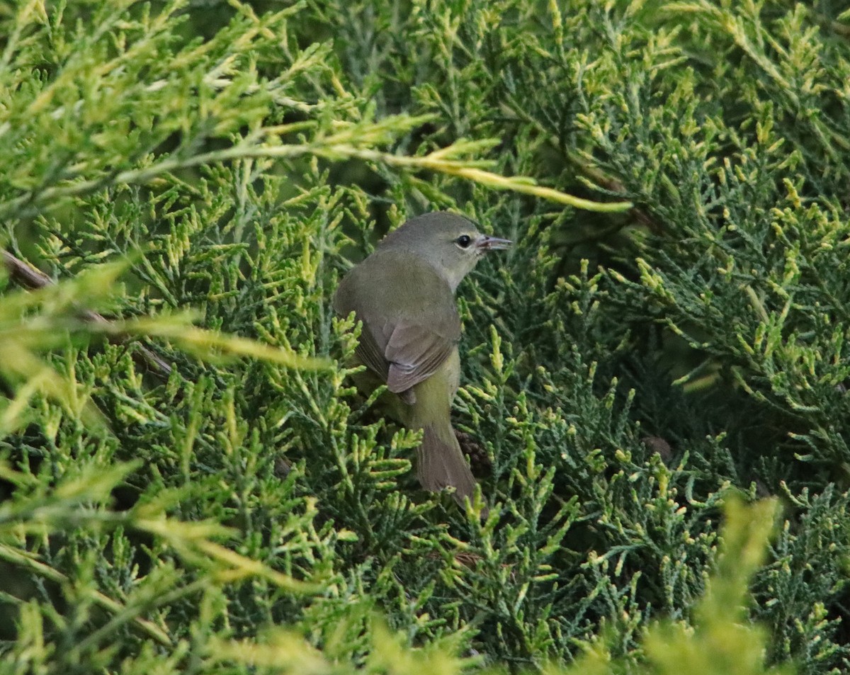 Orange-crowned Warbler - ML635269393