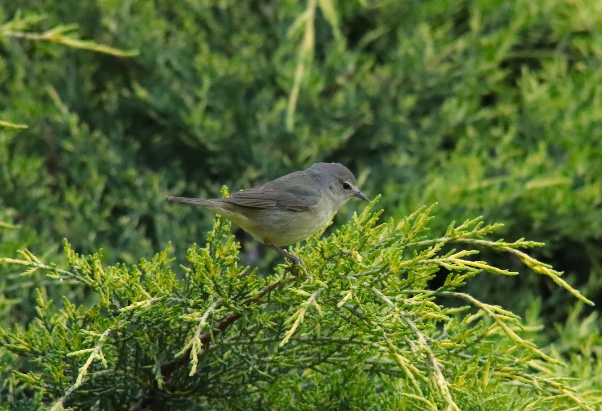 Orange-crowned Warbler - ML635269394
