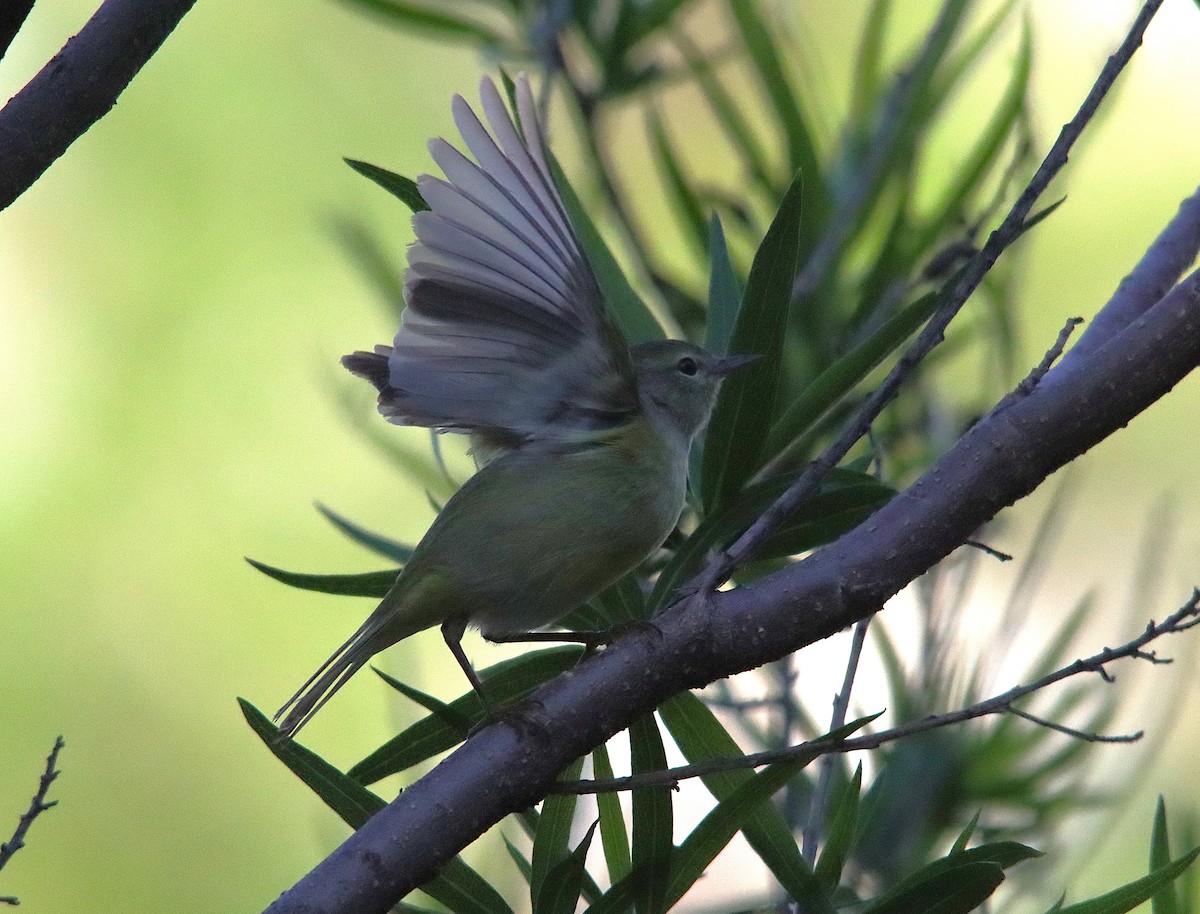 Orange-crowned Warbler - ML635269416