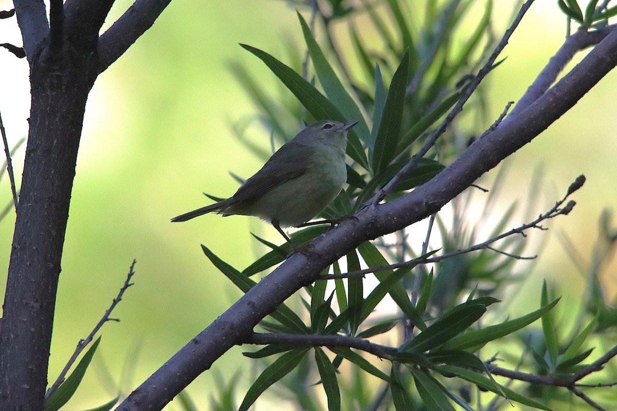 Orange-crowned Warbler - ML635269418