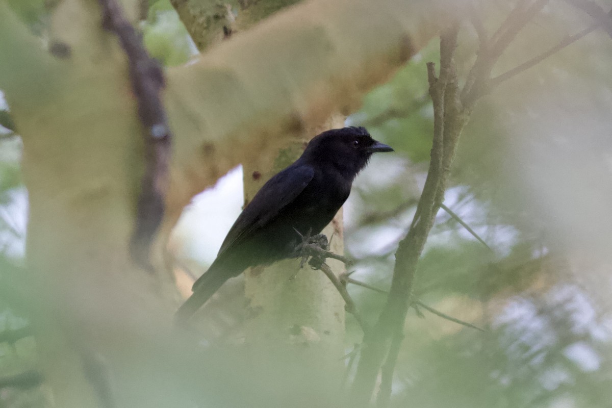 Fork-tailed Drongo - ML635269465