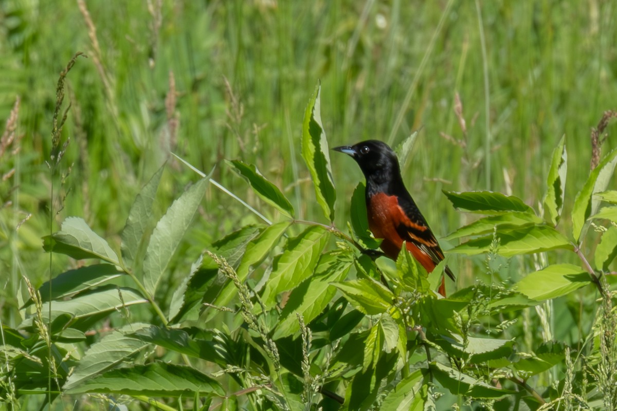 Orchard Oriole - ML635269473