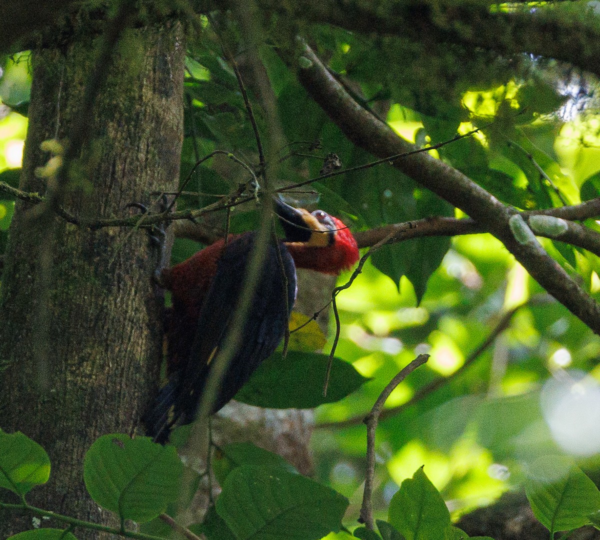 Crimson-bellied Woodpecker - ML635269615