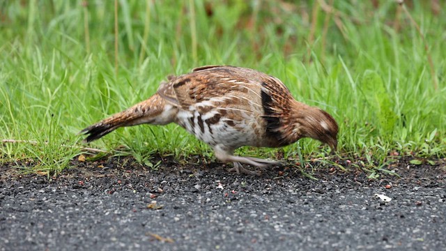 Ruffed Grouse - ML635269661