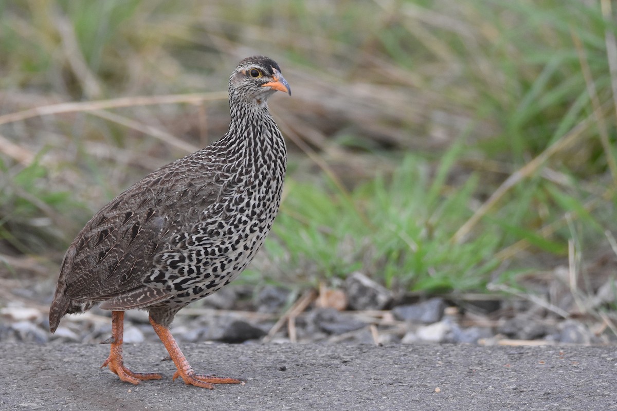 Francolin à bec jaune - ML635269665