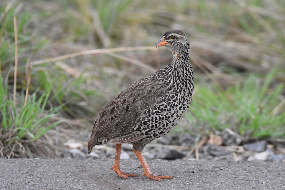 Francolin à bec jaune - ML635269666
