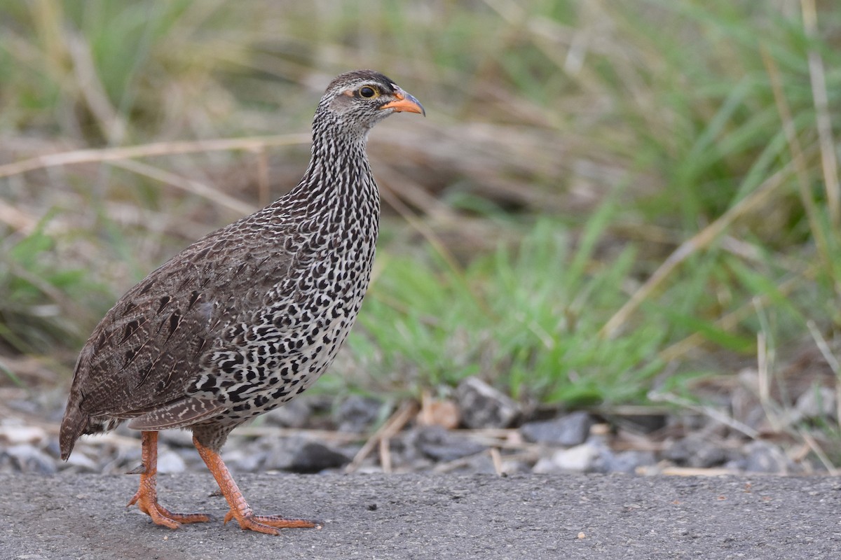 Francolin à bec jaune - ML635269667