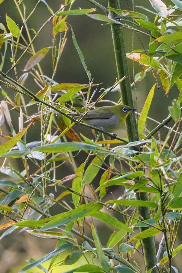 Warbling White-eye - ML635269686