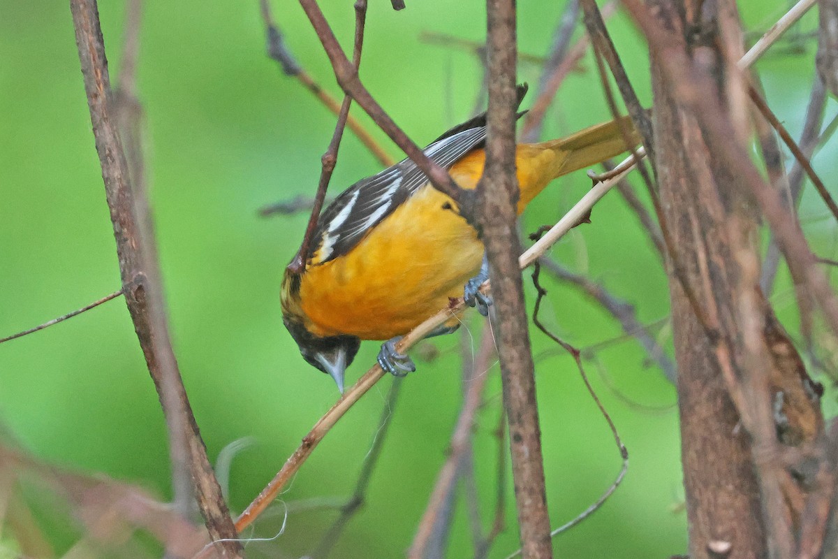 Baltimore Oriole - ML635269688