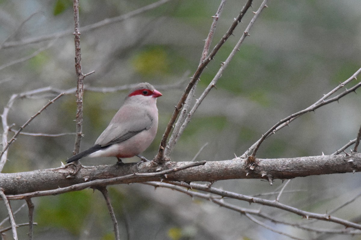 Black-rumped Waxbill - ML635269730