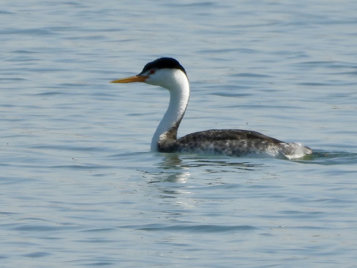Clark's Grebe - ML635269831