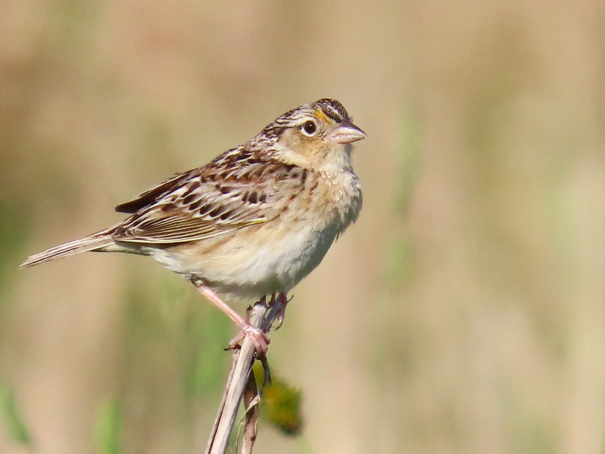 Grasshopper Sparrow - ML635269844