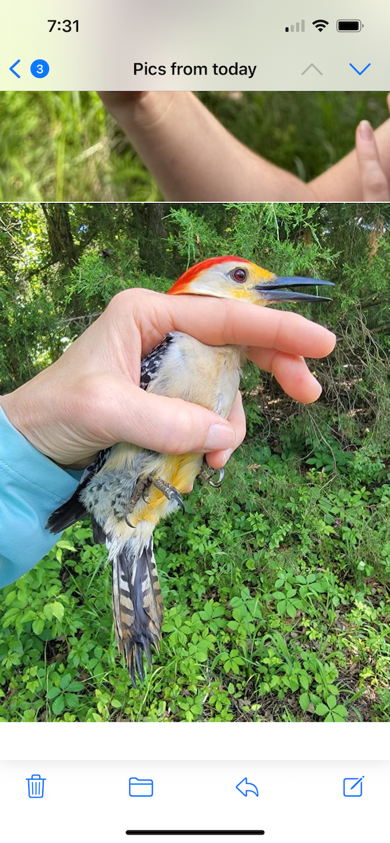 Red-bellied Woodpecker - ML635269881