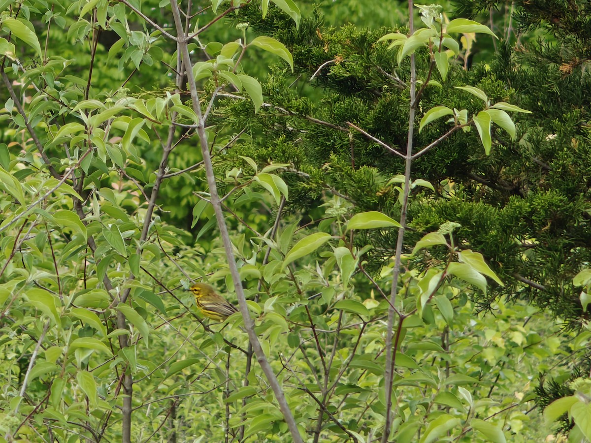 Prairie Warbler - ML635269946