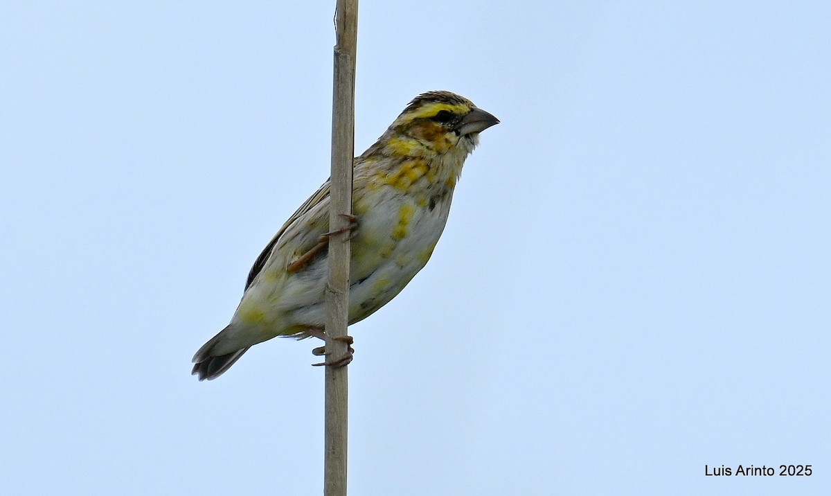 Yellow-crowned Bishop - ML635269951