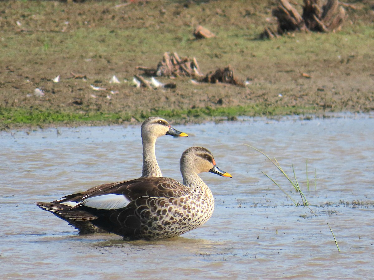 Indian Spot-billed Duck - ML635269956