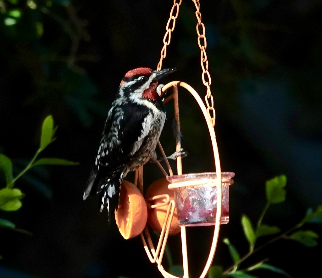 Red-naped Sapsucker - ML635270057
