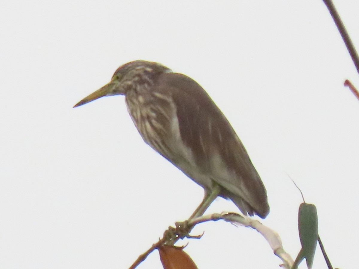 Indian Pond-Heron - ML635270333