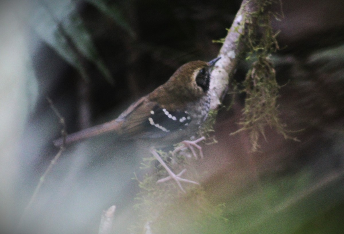 Squamate Antbird - ML635270421