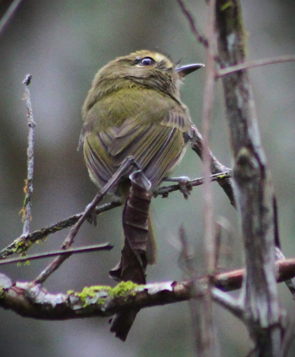 Drab-breasted Pygmy-Tyrant - ML635270430